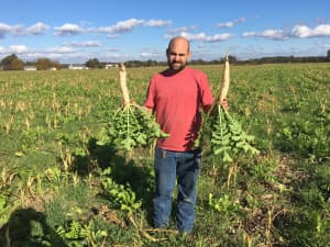 CCS 779 plants being held up to show the size of the tubers.